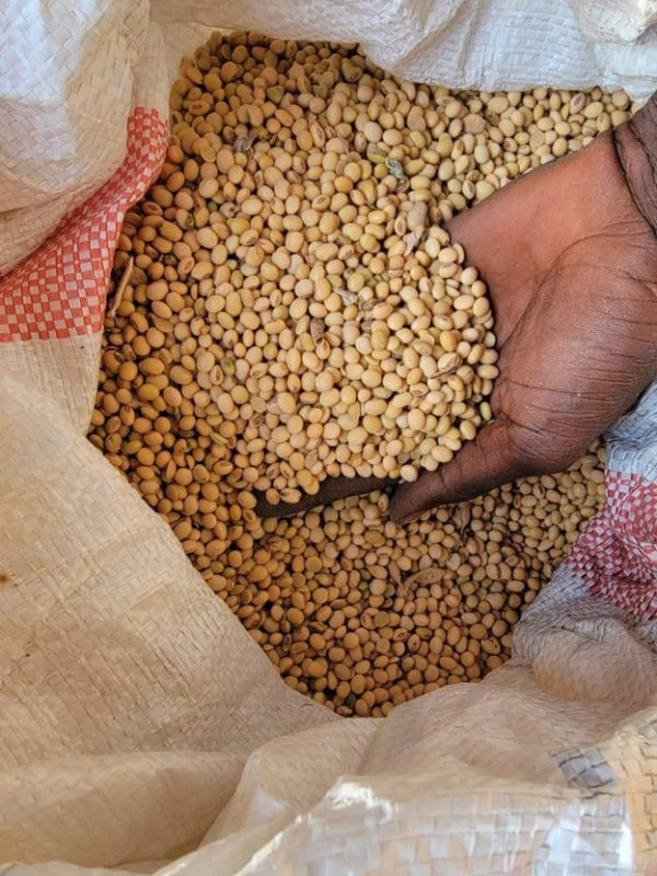SoyaBean - Image 2